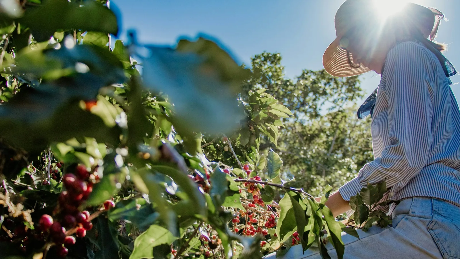 Persona con sombrero de paja cosechando cerezas rojas de café a contraluz, entre ramas verdes