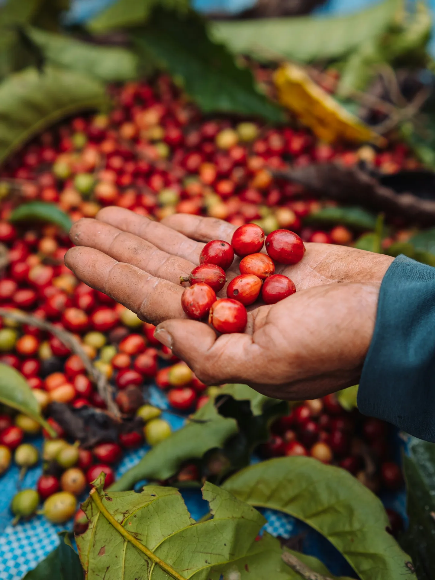 Una mano abierta sostiene un puñado de cerezas de café maduras sobre una pila de fruta recién cortada