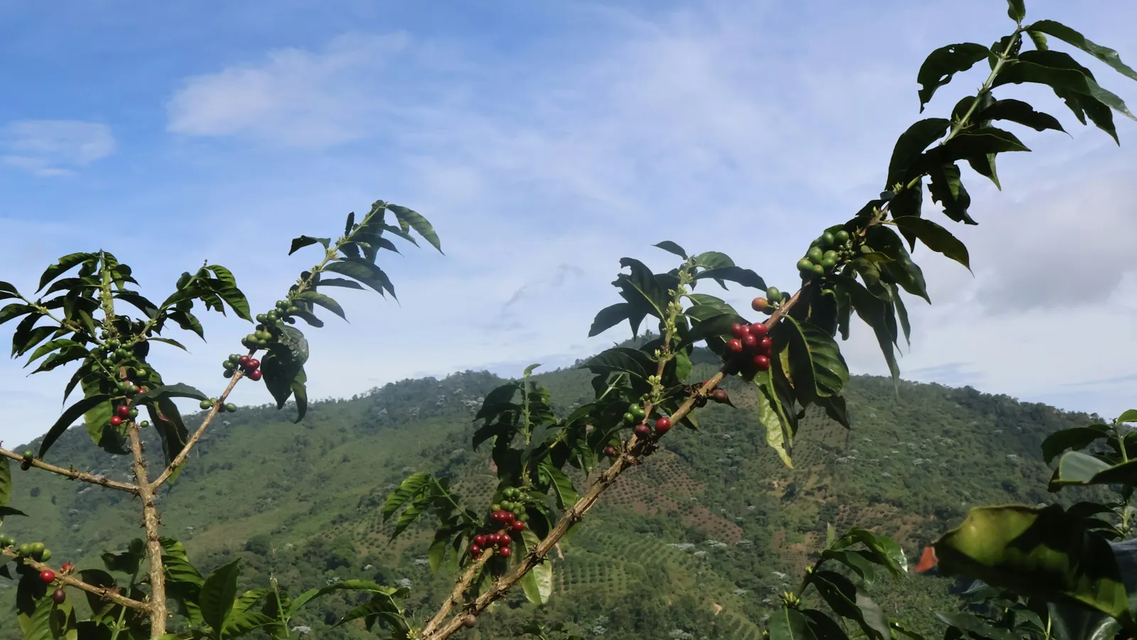 Ramas de cafeto con cerezas rojas y verdes, con una ladera boscosa y el cielo al fondo